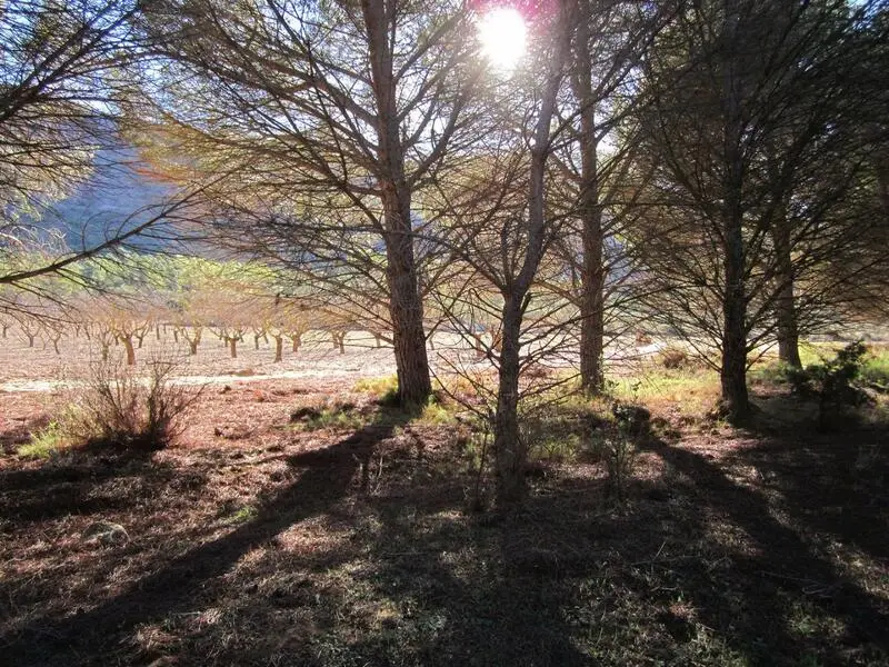 Terreno en Venta Yecla 8266m2 Almendros Vistas Panoramicas