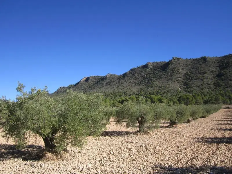 Olivar Productivo en Yecla Murcia 6150m²
