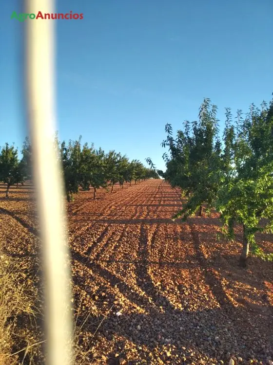 Venta  de Finca de almendros vairo en Toledo