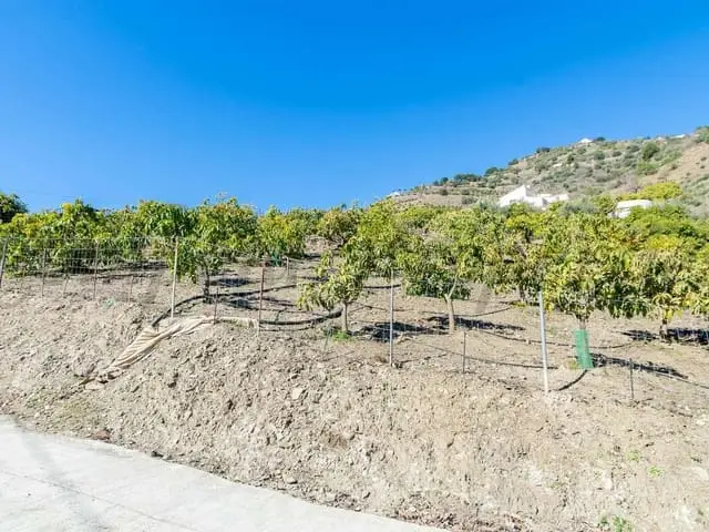 Finca 3 Dormitorios Venta Aguacates
