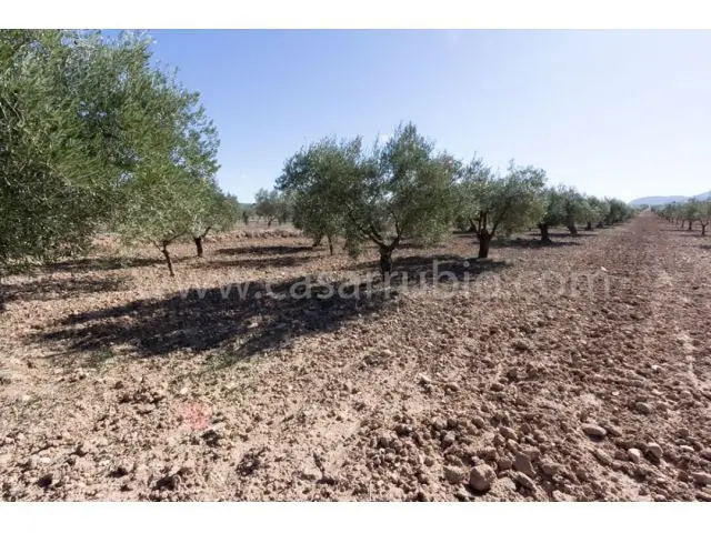 Solar Agricola en Venta El Bonillo Alicante