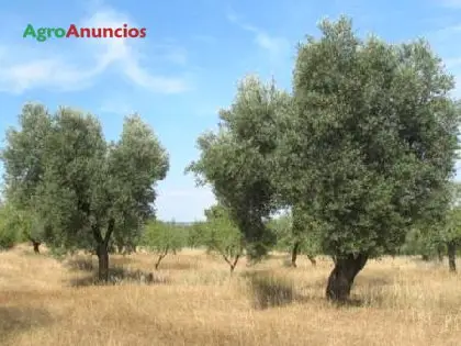 Venta  de Terreno con olivos y almendros en Tarragona