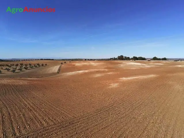 Venta Finca Viñedo Espaldera Madrid Aranjuez