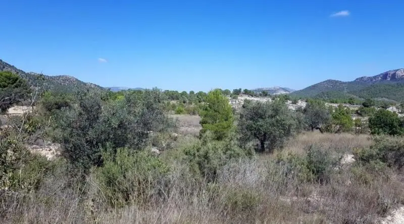 Terrenos en Venta Monovar Alicante