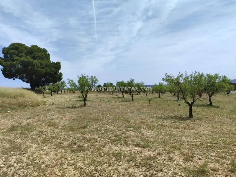 Parcela Rustica en Venta Almansa