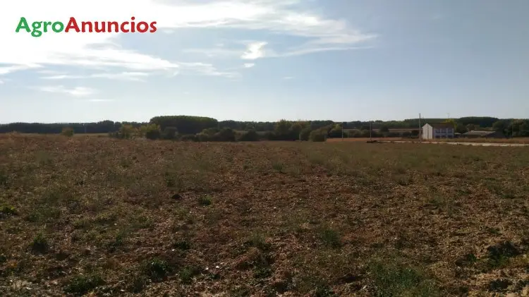 Venta  de Finca de regadío en Zamora