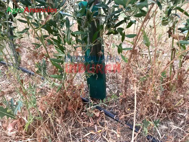 Venta Finca Ecológica Olivos Picual Riego por Goteo Cáceres