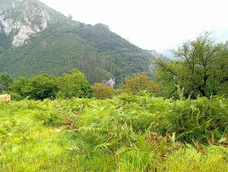 Venta Finca Rustica 1 Dormitorio Puerto Las Caldas Oviedo