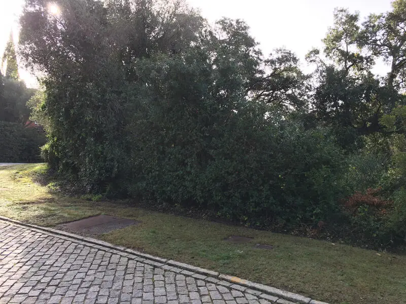Parcela de Lujo en Sotogrande Alto Junto a Valderrama