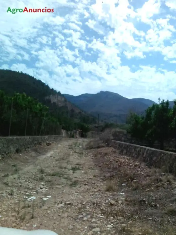 Venta  de Finca de naranjos en Valencia