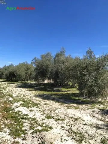 Demanda  de Fincas de olivos en Jaén