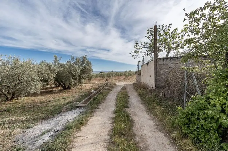 Venta Parcela con Olivos en Albolote