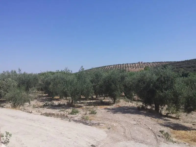 Venta Finca Regadío Olivos Baena 15000m2