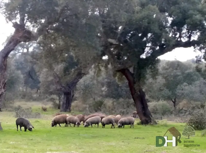 Venta Finca Rustica 370 Hectareas Badajoz Ganaderia Caza