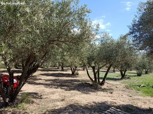Parcela Rustica en Fondon con Olivos Centenarios