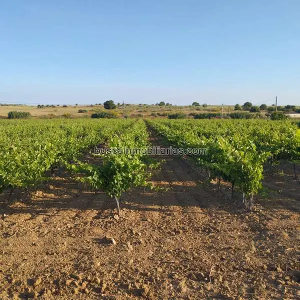Viñedo en Mora Toledo 33 hectareas en produccion