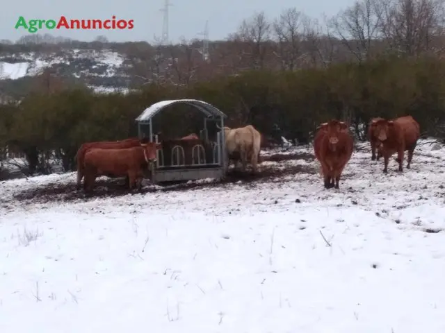 Demanda  de Finca de pastos para ganado vacuno en Valladolid