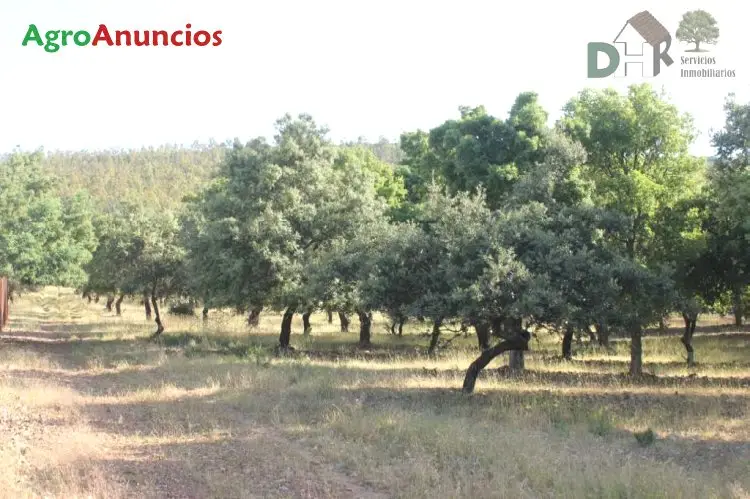 Venta Finca Rustica 142 Has Encinas Alcornoques Badajoz