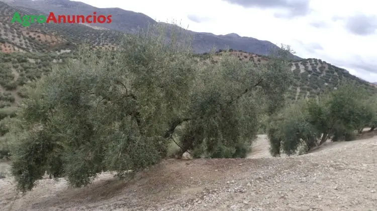 Venta  de Finca de olivos con riego por goteo en Granada