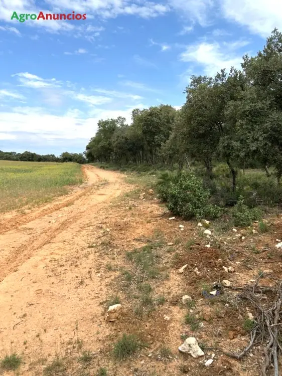 Venta  de Finca de caza en Guadalajara