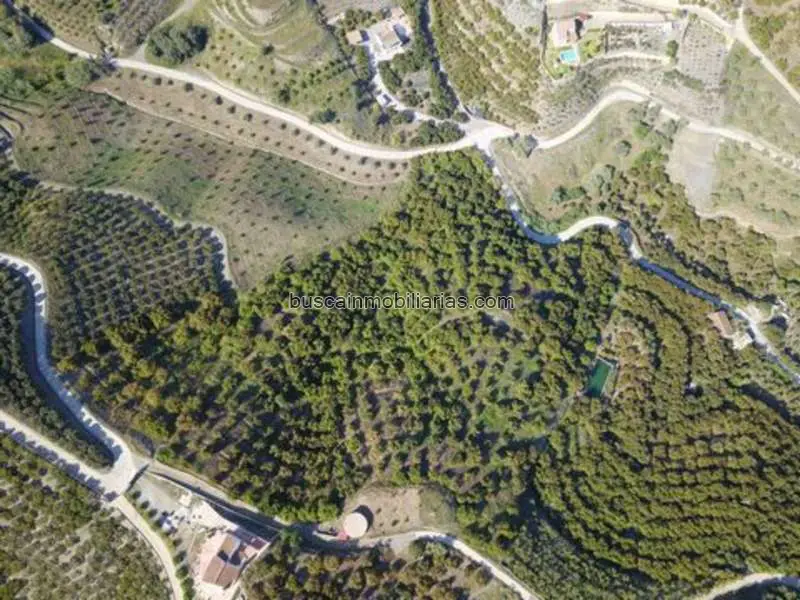 Parcela con Aguacates en Frigiliana Alta Rendimiento