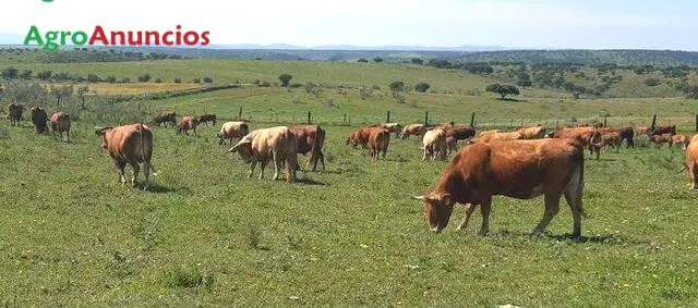 Demanda  de Finca para ganado vacuno en Cádiz