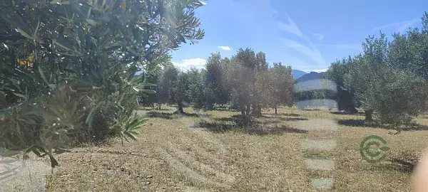 Finca Rustica con Olivos en Cantallops Girona