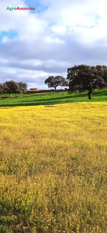 Alquiler  de Finca de pastos en Córdoba