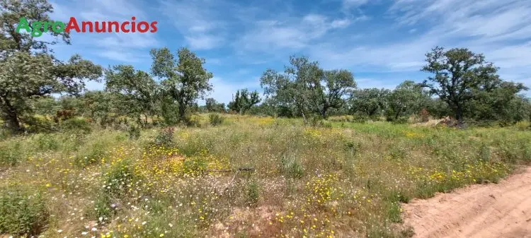 Venta  de Finca con dehesa de encinas en Badajoz