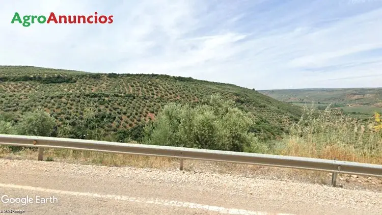 Venta  de Finca de olivar con cortijo en Jaén