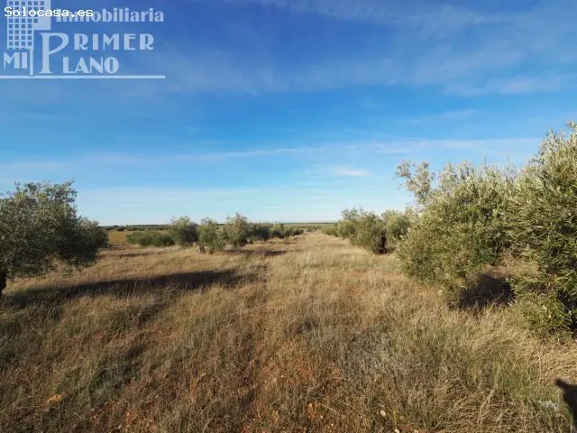 Finca Rustica con 520 Olivos Centenarios