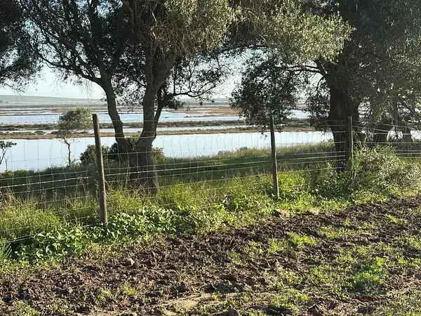 Parcela Rustica Barbate 360 Hectareas Vistas Arboles