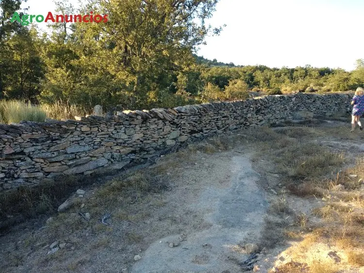 Venta  de Finca rustica con pastos y robles... Y escobas en Salamanca