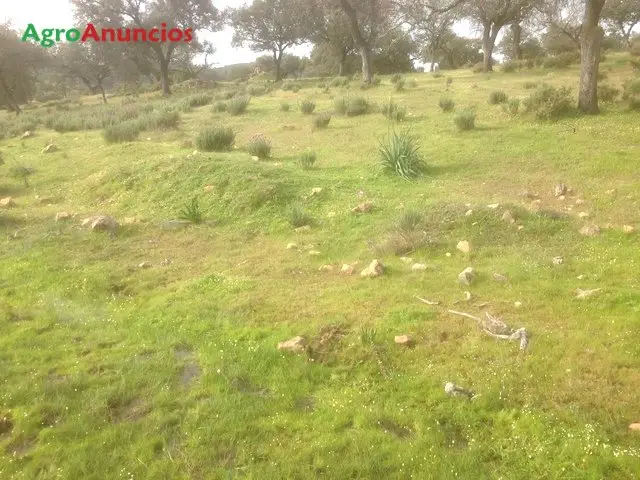 Alquiler  de Finca dehesa con instalaciones en Huelva