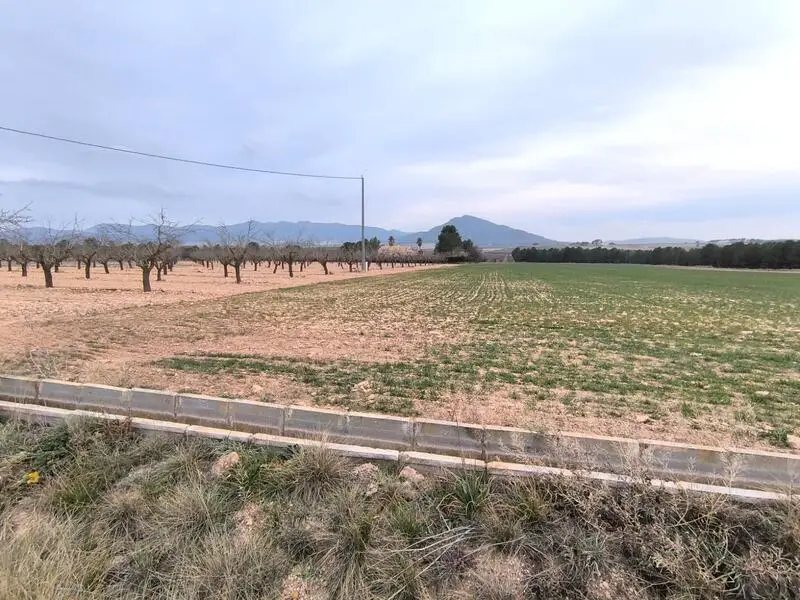Terreno Agricola en Venta Yecla Murcia
