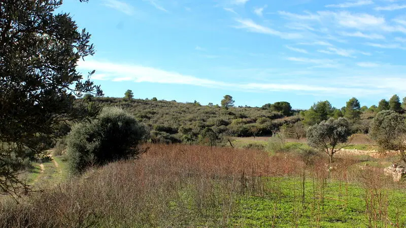 Terreno Rustico en Venta Nonaspe