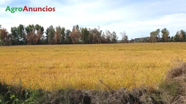 Venta  de Finca de regadío de vega de río en Badajoz