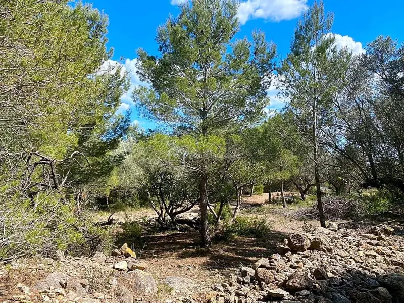Finca Rustica en El Perello Tarragona 16518m2