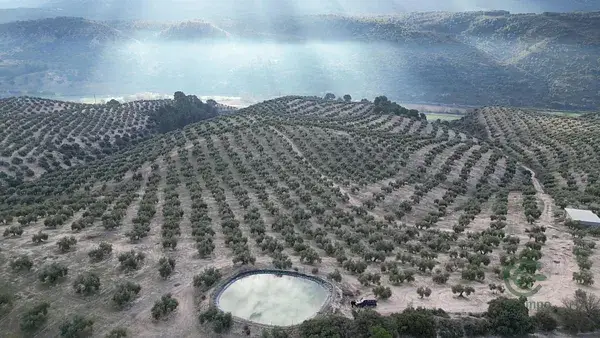 Finca Olivar 60 Ha Iznalloz Granada Alta Produccion