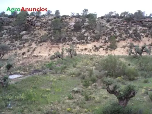 Venta  de Finca de olivos, higueras y almendros con masía y corral en Tarragona