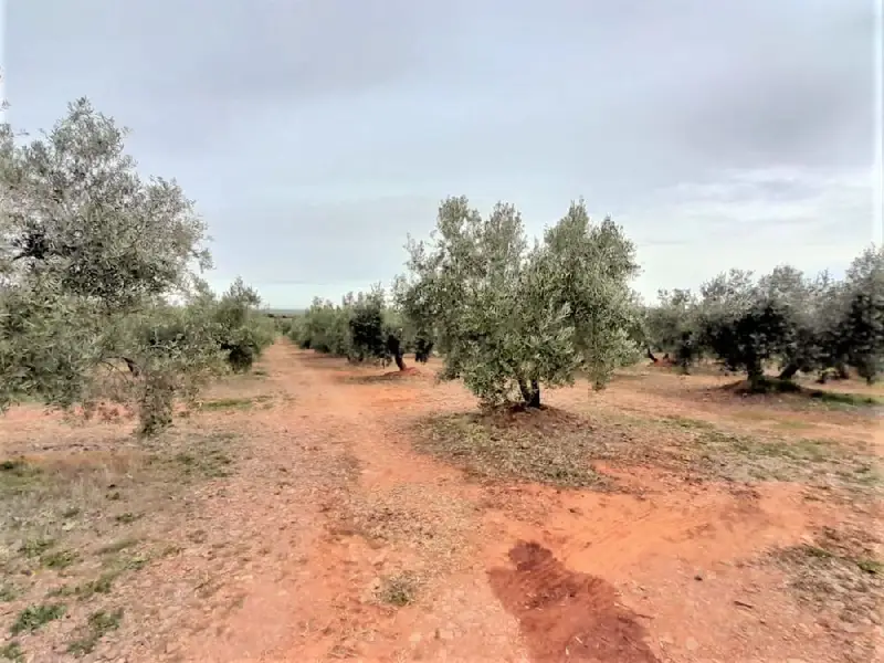 Venta Finca Rustica con Olivos cerca de Granja las Lomas