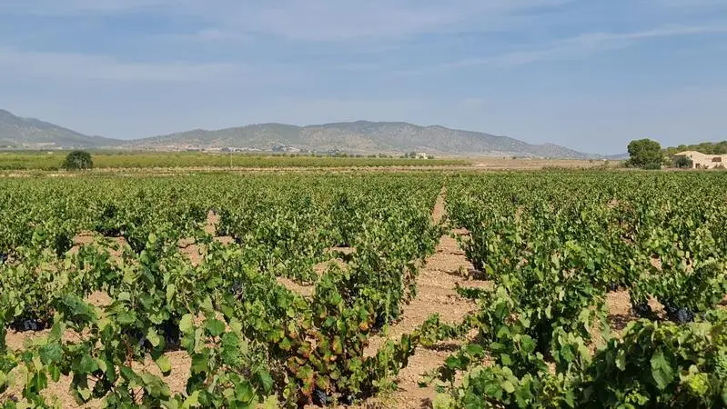 Viñedo en Venta cerca de Pinoso Alicante