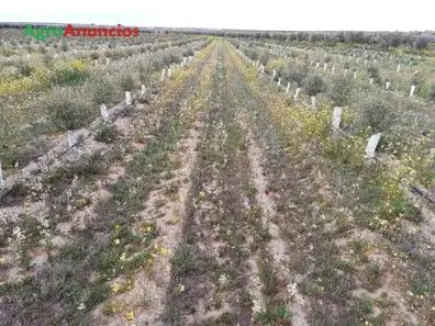 Venta  de Finca de olivar intensivo en Toledo