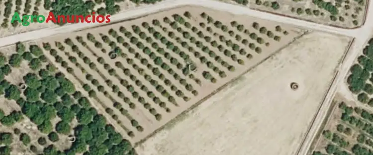 Venta  de Finca de naranjos en Valencia