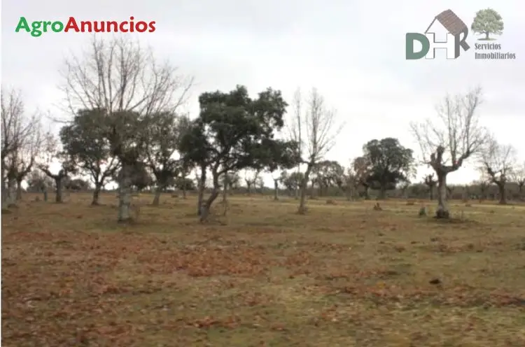 Venta  de Finca de encinas y robles, labor y ganadería en Salamanca