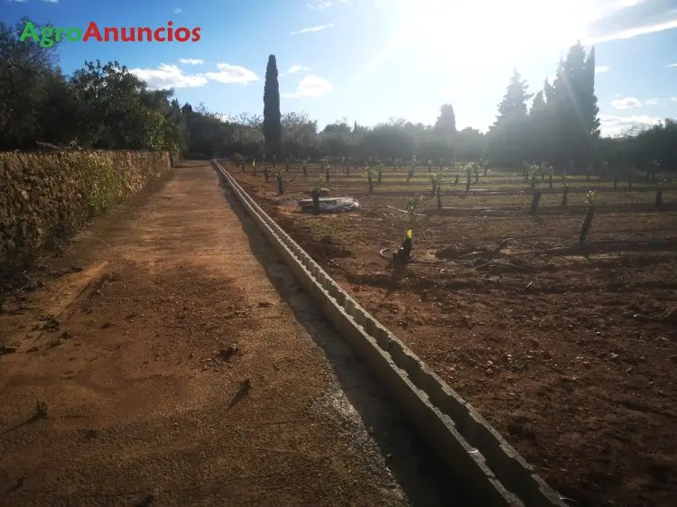 Venta  de Finca de naranjos clemenules en Tarragona