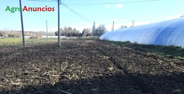 Alquiler Invernaderos Salamanca 3600m2