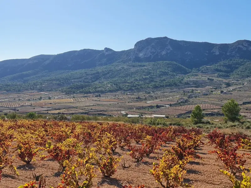 Terreno en Venta Campo Mediterráneo Español 10060m2