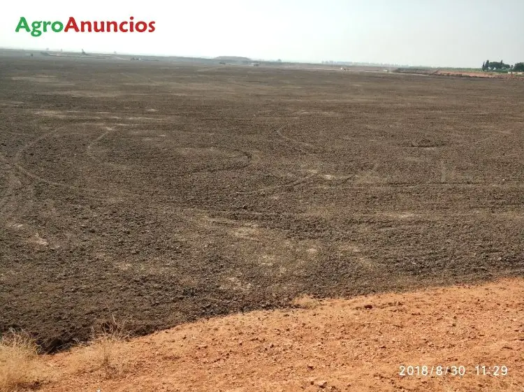 Venta  de Finca de regadío en Sevilla