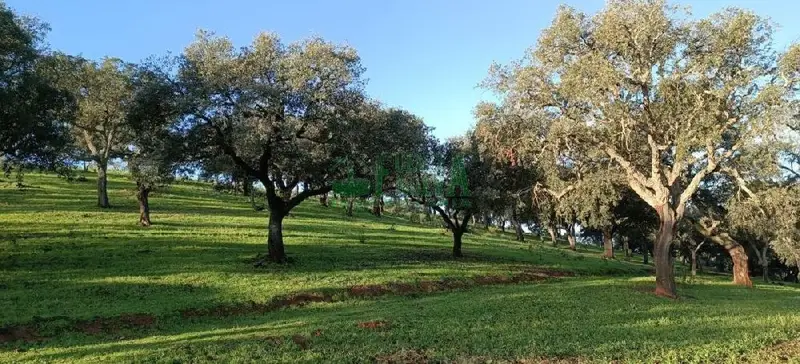 Venta Finca Ganadera 350 Hectareas Aracena